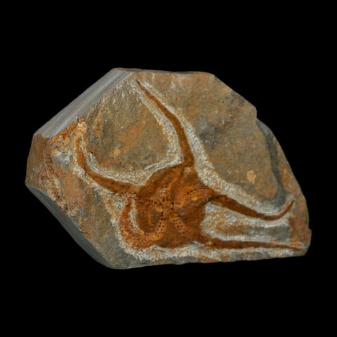 2.9" Brittlestar Ophiura Sp Starfish Fossil Ordovician Age Morocco COA - Fossil Age Minerals