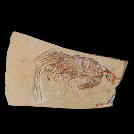 2.5" Fossil Shrimp Carpopenaeus Cretaceous Age 100 Mil Yrs Old Lebanon COA