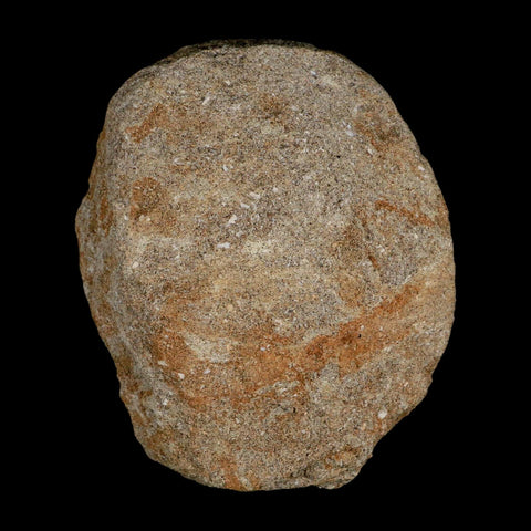 XL 2.3" Plesiosaur Zarafasaura Tooth Fossil In Matrix Cretaceous Dinosaur Era COA