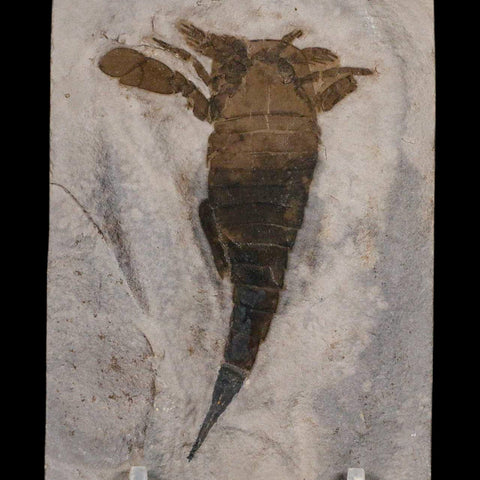 3.2" Eurypterus Sea Scorpion Fossil Eurypterid Silurian 420 Mil Yrs Old New York Stand - Fossil Age Minerals