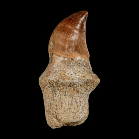 1.7" Halisaurus Walkeri Mosasaur Fossil Tooth Rooted Cretaceous Dinosaur Era COA