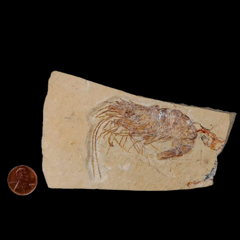 2.5" Fossil Shrimp Carpopenaeus Cretaceous Age 100 Mil Yrs Old Lebanon COA - Fossil Age Minerals
