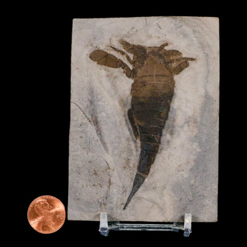 3.2" Eurypterus Sea Scorpion Fossil Eurypterid Silurian 420 Mil Yrs Old New York Stand - Fossil Age Minerals