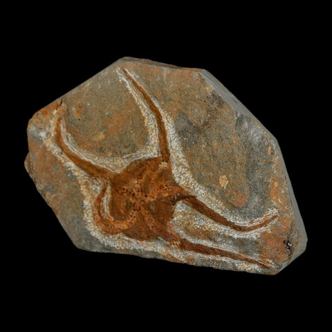 2.9" Brittlestar Ophiura Sp Starfish Fossil Ordovician Age Morocco COA - Fossil Age Minerals