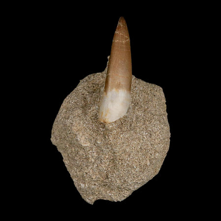 1.8" Plesiosaur Zarafasaura Tooth Fossil In Matrix Cretaceous Dinosaur Era COA