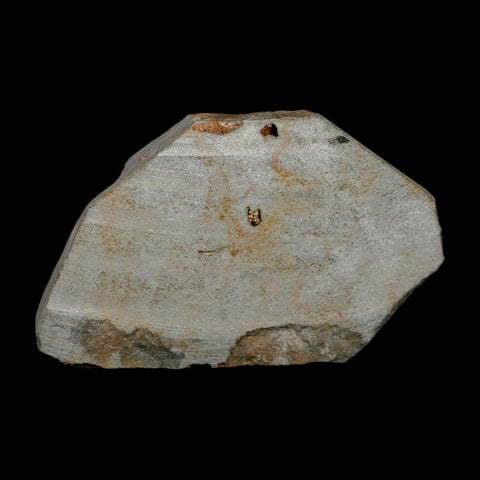 2.9" Brittlestar Ophiura Sp Starfish Fossil Ordovician Age Morocco COA - Fossil Age Minerals