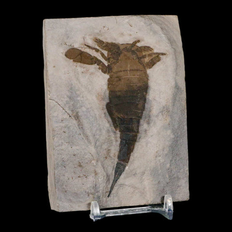 3.2" Eurypterus Sea Scorpion Fossil Eurypterid Silurian 420 Mil Yrs Old New York Stand - Fossil Age Minerals
