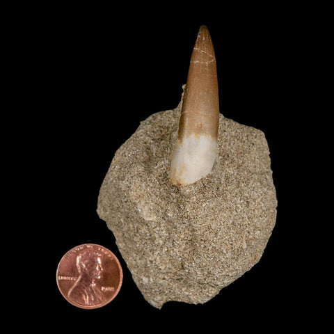 1.8" Plesiosaur Zarafasaura Tooth Fossil In Matrix Cretaceous Dinosaur Era COA