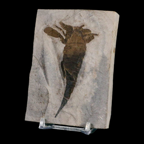 3.2" Eurypterus Sea Scorpion Fossil Eurypterid Silurian 420 Mil Yrs Old New York Stand - Fossil Age Minerals