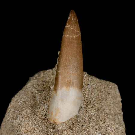1.8" Plesiosaur Zarafasaura Tooth Fossil In Matrix Cretaceous Dinosaur Era COA