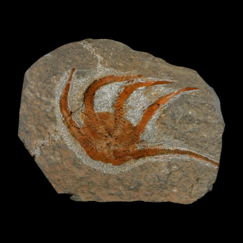 2.7" Brittlestar Ophiura Sp Starfish Fossil Ordovician Age Morocco COA - Fossil Age Minerals