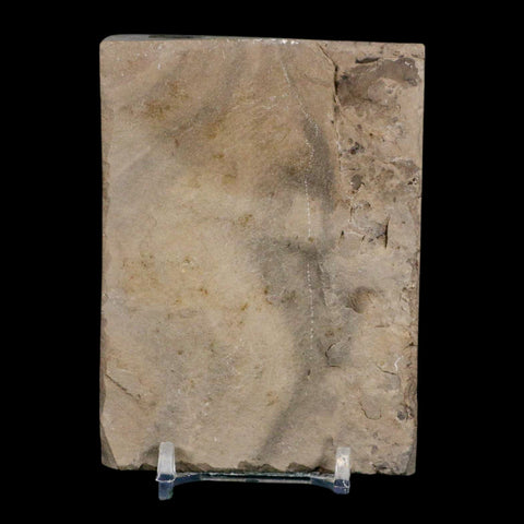 3.2" Eurypterus Sea Scorpion Fossil Eurypterid Silurian 420 Mil Yrs Old New York Stand - Fossil Age Minerals