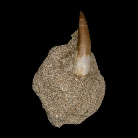 1.8" Plesiosaur Zarafasaura Tooth Fossil In Matrix Cretaceous Dinosaur Era COA