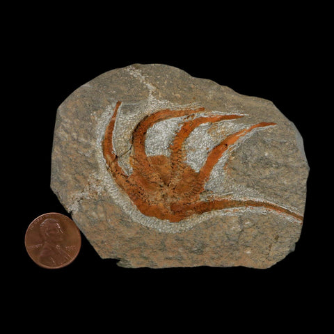 2.7" Brittlestar Ophiura Sp Starfish Fossil Ordovician Age Morocco COA - Fossil Age Minerals
