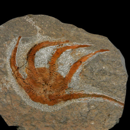 2.7" Brittlestar Ophiura Sp Starfish Fossil Ordovician Age Morocco COA