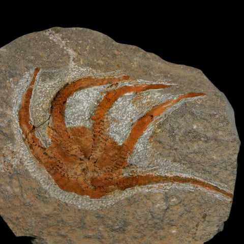 2.7" Brittlestar Ophiura Sp Starfish Fossil Ordovician Age Morocco COA - Fossil Age Minerals