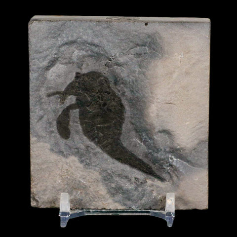 1.7" Eurypterus Sea Scorpion Fossil Eurypterid Silurian 420 Mil Yrs Old New York Stand - Fossil Age Minerals