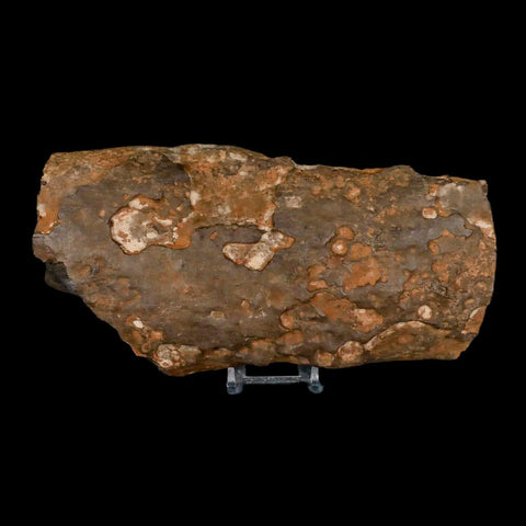 8.6" Tyrannosaurus Rex Fossil Limb Bone Dinosaur Hell Creek FM Montana COA Stand - Fossil Age Minerals