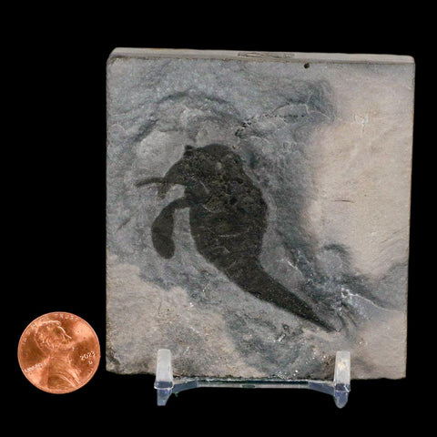 1.7" Eurypterus Sea Scorpion Fossil Eurypterid Silurian 420 Mil Yrs Old New York Stand - Fossil Age Minerals