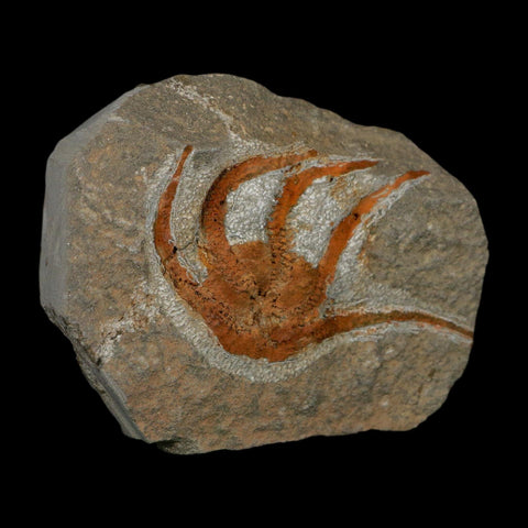 2.7" Brittlestar Ophiura Sp Starfish Fossil Ordovician Age Morocco COA - Fossil Age Minerals