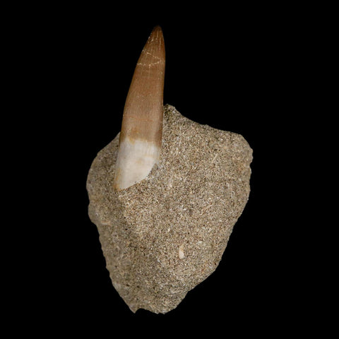 1.8" Plesiosaur Zarafasaura Tooth Fossil In Matrix Cretaceous Dinosaur Era COA