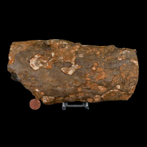 8.6" Tyrannosaurus Rex Fossil Limb Bone Dinosaur Hell Creek FM Montana COA Stand - Fossil Age Minerals