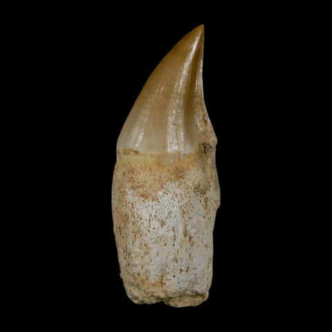 1.9" Mosasaur Eremiasaurus Fossil Tooth Rooted Cretaceous Dinosaur Era COA