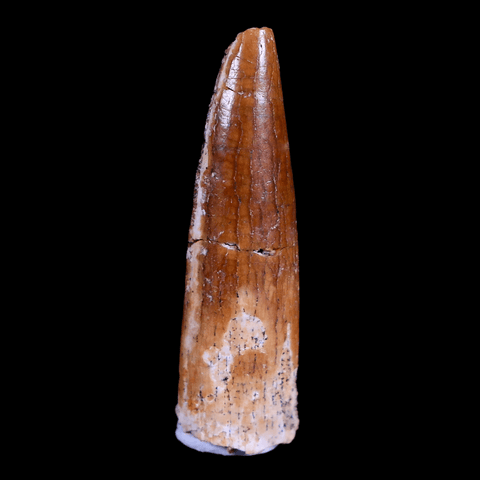 1.1" Rebbachisaurus Sauropod Fossil Tooth Early Cretaceous Dinosaur COA, Display - Fossil Age Minerals