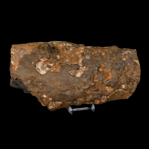 8.6" Tyrannosaurus Rex Fossil Limb Bone Dinosaur Hell Creek FM Montana COA Stand - Fossil Age Minerals