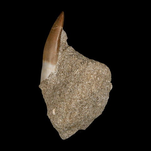 1.8" Plesiosaur Zarafasaura Tooth Fossil In Matrix Cretaceous Dinosaur Era COA