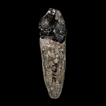 2.1" Coryphodon Fossil Tooth Willwood Formation Big Horn County Wyoming Stand