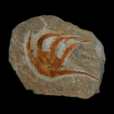 2.7" Brittlestar Ophiura Sp Starfish Fossil Ordovician Age Morocco COA - Fossil Age Minerals