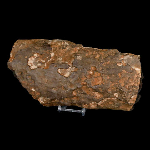 8.6" Tyrannosaurus Rex Fossil Limb Bone Dinosaur Hell Creek FM Montana COA Stand - Fossil Age Minerals