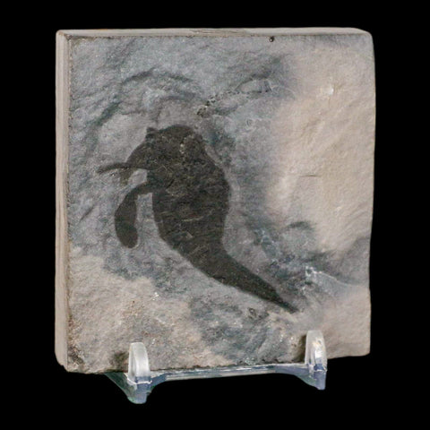 1.7" Eurypterus Sea Scorpion Fossil Eurypterid Silurian 420 Mil Yrs Old New York Stand - Fossil Age Minerals