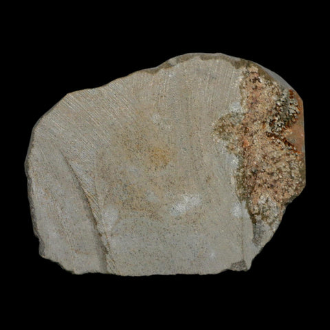 2.7" Brittlestar Ophiura Sp Starfish Fossil Ordovician Age Morocco COA - Fossil Age Minerals
