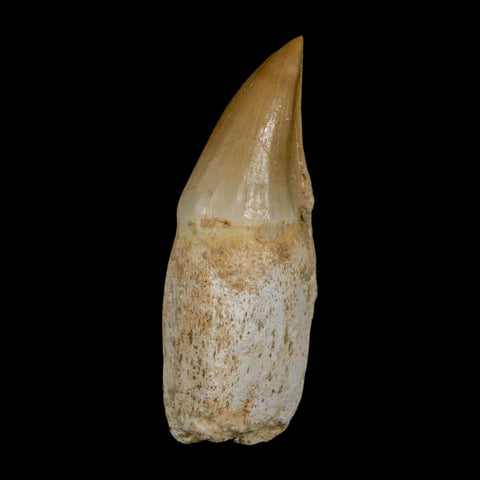 1.9" Mosasaur Eremiasaurus Fossil Tooth Rooted Cretaceous Dinosaur Era COA