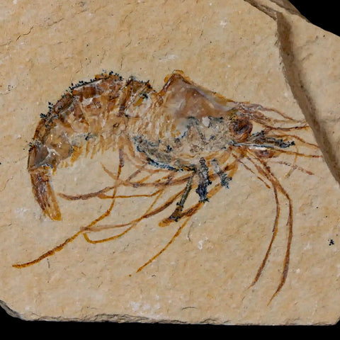 1.6" Fossil Shrimp Carpopenaeus Cretaceous Age 100 Mil Yrs Old Lebanon COA - Fossil Age Minerals