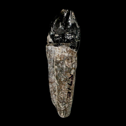 2.1" Coryphodon Fossil Tooth Willwood Formation Big Horn County Wyoming Stand