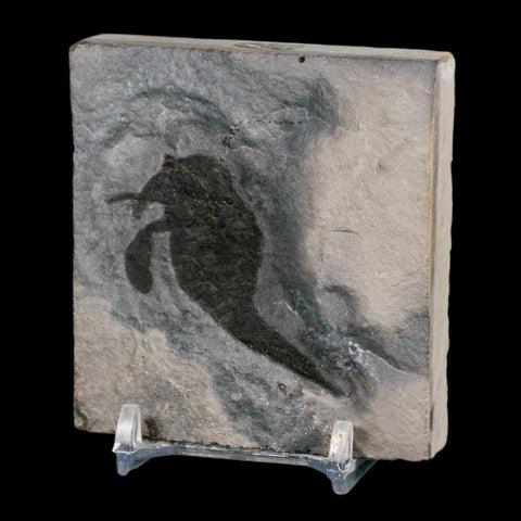 1.7" Eurypterus Sea Scorpion Fossil Eurypterid Silurian 420 Mil Yrs Old New York Stand - Fossil Age Minerals