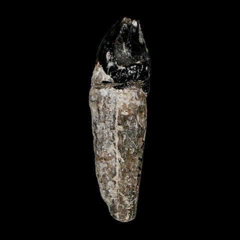 2.1" Coryphodon Fossil Tooth Willwood Formation Big Horn County Wyoming Stand