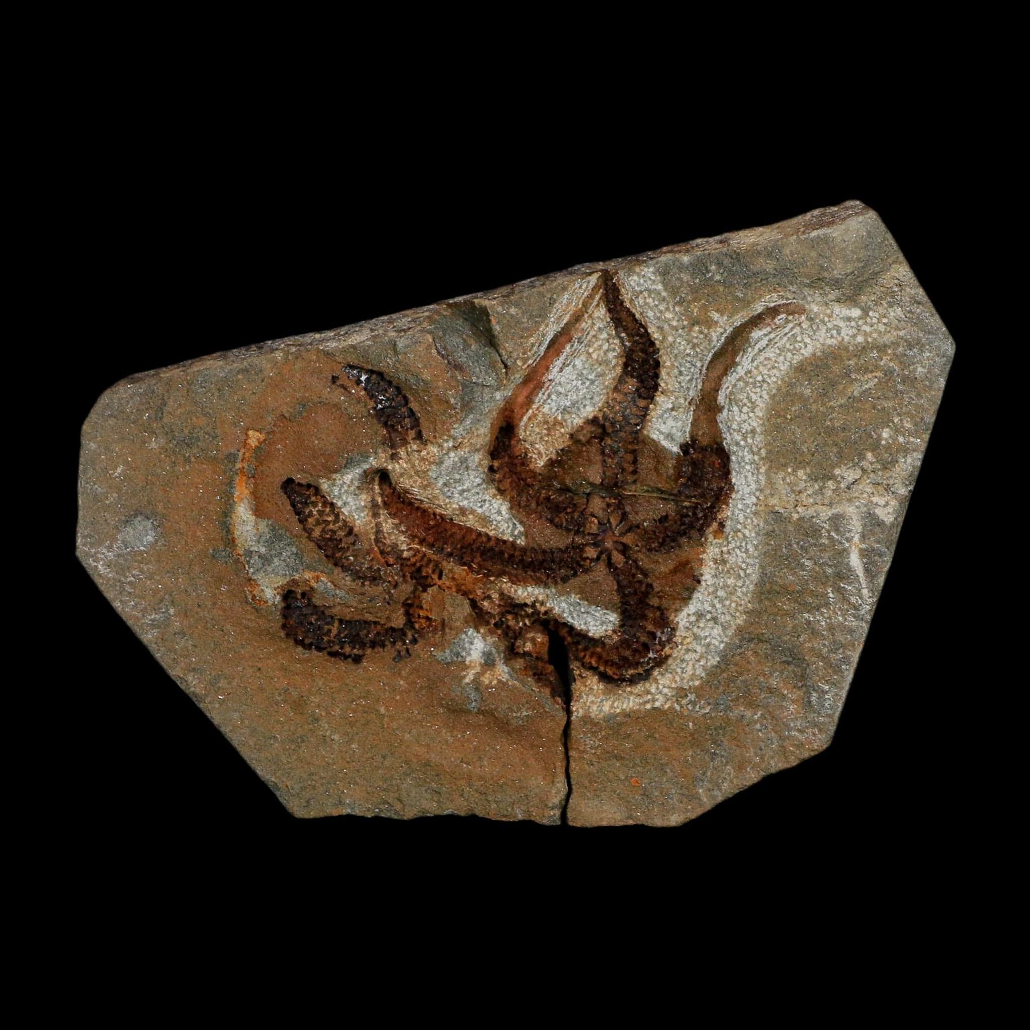 2.4" Brittlestar Ophiura Sp Starfish Fossil Ordovician Age Morocco COA - Fossil Age Minerals