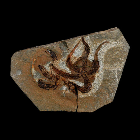 2.4" Brittlestar Ophiura Sp Starfish Fossil Ordovician Age Morocco COA