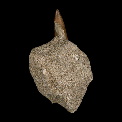 1.8" Plesiosaur Zarafasaura Tooth Fossil In Matrix Cretaceous Dinosaur Era COA