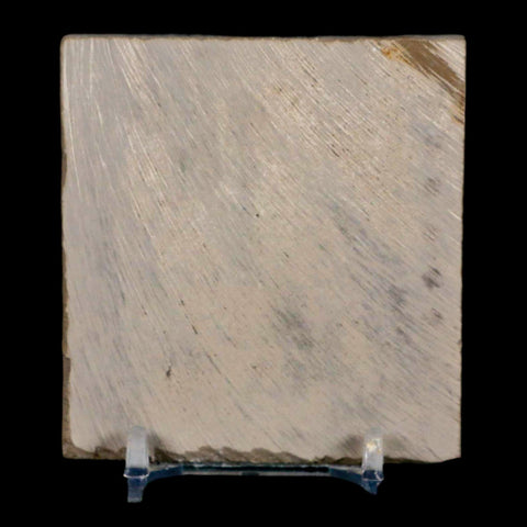 1.7" Eurypterus Sea Scorpion Fossil Eurypterid Silurian 420 Mil Yrs Old New York Stand - Fossil Age Minerals