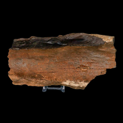 8.6" Tyrannosaurus Rex Fossil Limb Bone Dinosaur Hell Creek FM Montana COA Stand - Fossil Age Minerals