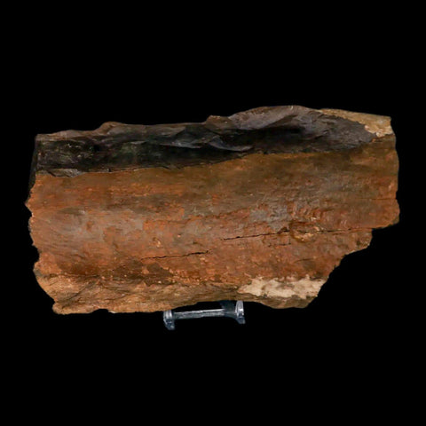 8.6" Tyrannosaurus Rex Fossil Limb Bone Dinosaur Hell Creek FM Montana COA Stand - Fossil Age Minerals