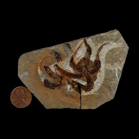 2.4" Brittlestar Ophiura Sp Starfish Fossil Ordovician Age Morocco COA - Fossil Age Minerals