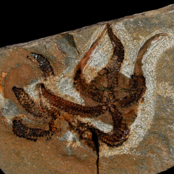 2.4