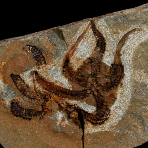 2.4" Brittlestar Ophiura Sp Starfish Fossil Ordovician Age Morocco COA - Fossil Age Minerals