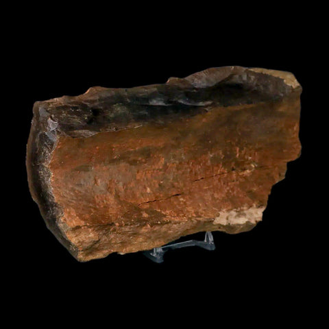 8.6" Tyrannosaurus Rex Fossil Limb Bone Dinosaur Hell Creek FM Montana COA Stand - Fossil Age Minerals